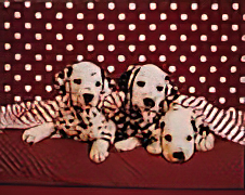 Dalmations in Bed
