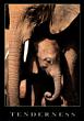 Elephants - Tenderness