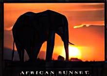 African Sunset Animals Elephants