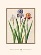 Irises, Pl. 53