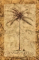 Palm Tranquillitas