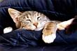 Sneaky Snoozer