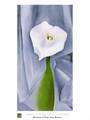 Calla Lily on Grey
