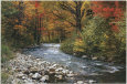 Forest Creek