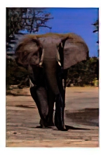 Elephant - Traveling alone Animals Elephants