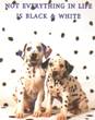 Dalmation Pups