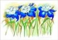 Iris Grandeur