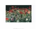 Poppies
