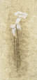 Calla Lilies