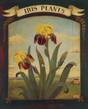 Iris Plants