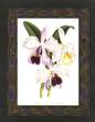 Orchids III