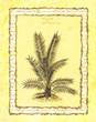 The Date Tree