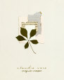 Virginia Creeper