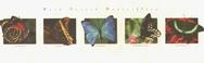 Rain Forest Butterflies