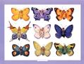 Butterfly Collection