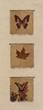 Butterflies & Maple