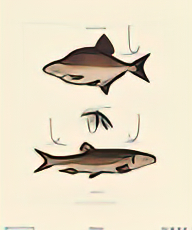 Bream and Chub