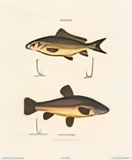 Carp and Tench