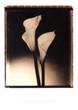 Flowers - Calla Lily II