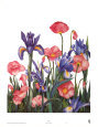 Poppies