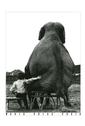 My Pal, the Elephant Animals Elephants