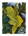 Green Oak Leaves