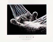 Cat Nap II