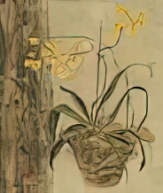 Dancing Lady Orchid