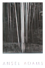 Aspens, Northern New Mexico, 1958