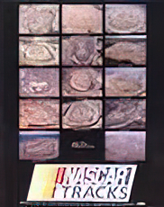 Nascar Tracks