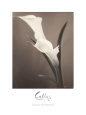 Callas