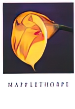 Calla Lily