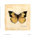 Southern Dogface Butterfly Bugs & Insects Butterflies & Moths