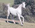 Grey Stallion