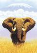 Born Free Foundation - Elephant