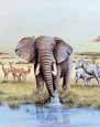 African Safari