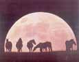 Moon and Horses