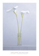 Two Calla Lilies