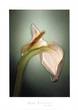 Calla No. 2