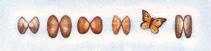 Butterfly Shells