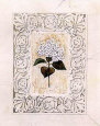 Hydrangea