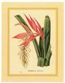 Cactus Bromelia Zebrina