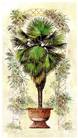 Palmera I