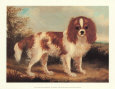 King Charles Spaniel