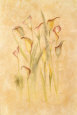 Blushing Calla Lilies
