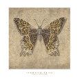 Leopard Butterfly Bugs & Insects Butterflies & Moths