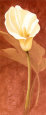 Calla Lily