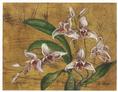 Estudio de Orquideas IV