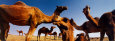 Ships of Desert