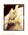 Calla Lilies Detail